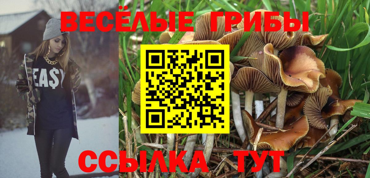 Псилоцибиновые грибы Psilocybine cubensis Протвино